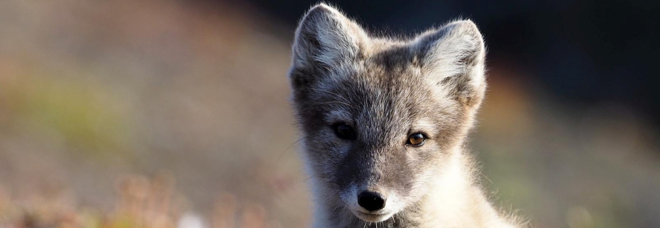 Foto: PolarQuest